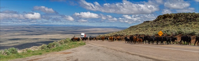 Road Hazard: ... along Route 140 near the Oregon-Nevada border. A cowpoke and three dogs drove about 50 head of cattle up the highway from State Line Valley 1,000 feet below to Antelope Butte.